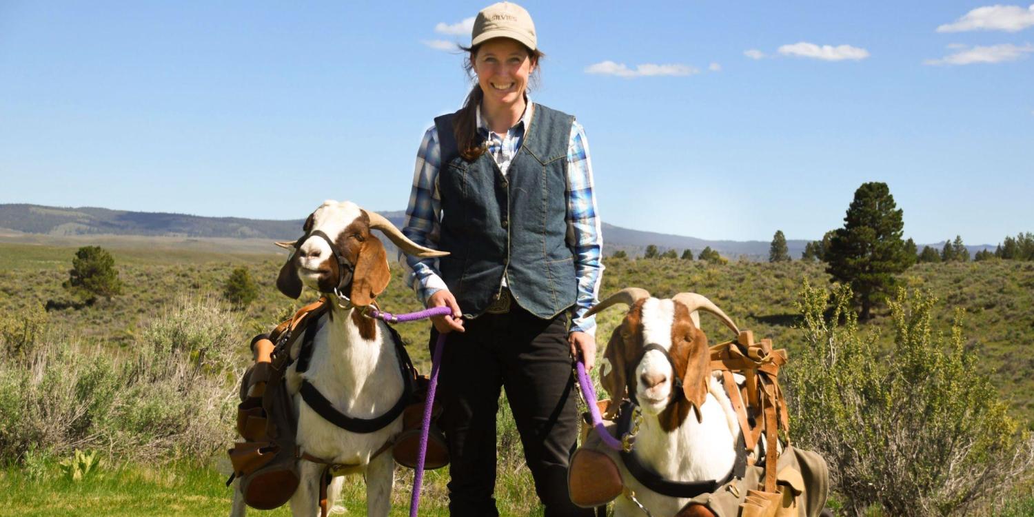 Forget Goat Yoga: Oregon Ranch Debuts Newest Goat Caddies
